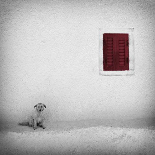 Lonely-dog