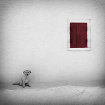 Lonely Dog by Carsten Meyerdierks