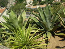 Desert plants von Raul Fabian