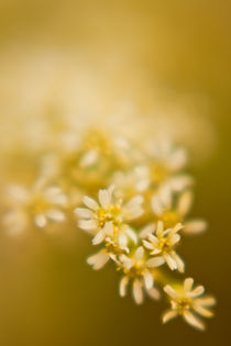 Sanfte weisse Blume by Christine Amstutz