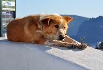 Pondering Dog Laying on the Edge of Town von Katerina Vorvi