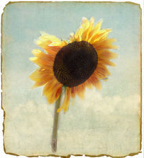A Sunflower Grows by Rozalia Toth