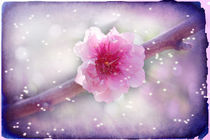Cherry Blossomed Wings von Rozalia Toth