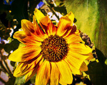 Sunflower von Tony Deal