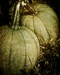 Pumpkins by Tony Deal
