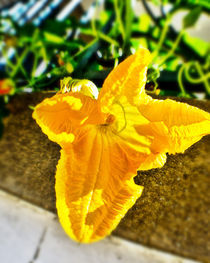 Yellow pumpkin flower by Tony Deal