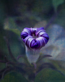 Purple flower by Tony Deal
