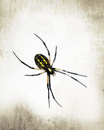 Argiope by Tony Deal