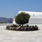 Greek-island-church-with-olive-tree