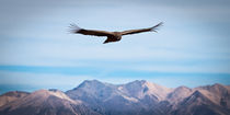 Andean Condor von Benjamin Niven