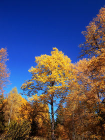 colors of autumn von Fedor  Porshnev