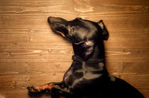 Resting dachshund