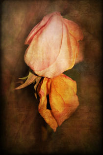 Wilted by Rozalia Toth