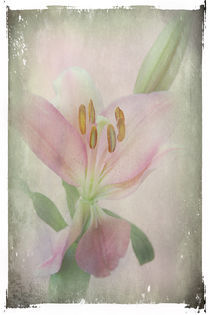 A Lily is Humble by Rozalia Toth