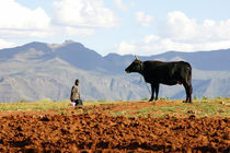 African farmer and cow in Lesotho von Wiebke Wilting