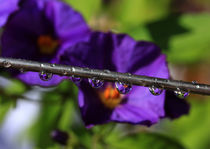 Raindrops by Wolfgang Dufner