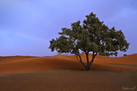 Merzouga-ai-piedi-del-deserto-marocco-2011