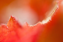 Rotes Blütenblatt Makro by Christine Amstutz