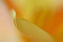 Zarte Linien in gelbem Blütenblatt by Christine Amstutz