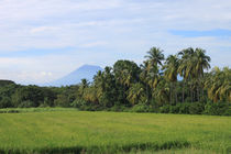 Volcano, Palms Landscape in Nicaragua von Charles Harker