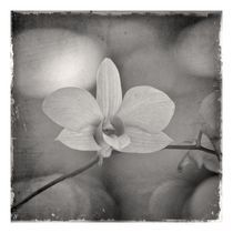 Orchidaceae1 by ricardo junqueira
