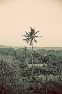Palm tree von Darren Martin