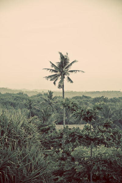 Palm-tree-copy