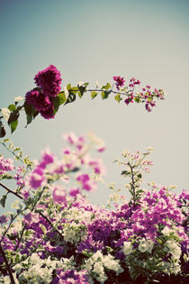 Pink Flowers by Darren Martin