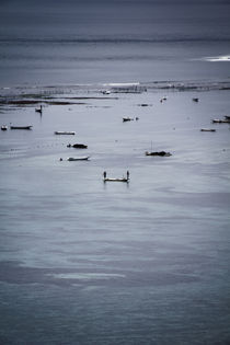 Seaweed farmers at high tide von Darren Martin