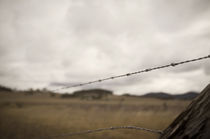 Barbed Wire by Darren Martin