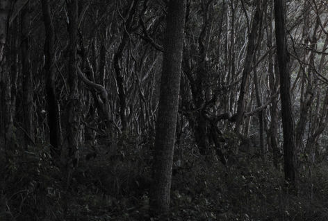 Dark-forest
