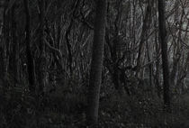 Dark Forrest by Darren Martin
