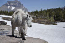 Mountain Goat in Glacier National Park von Glen Fortner