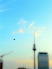 Birds flying high... by Karina Stinson