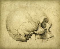 Skull Study by yaroslav-gerzhedovich