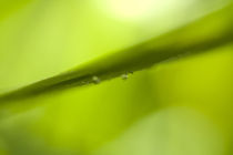 Dewdrops on grass