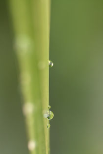 Dew on grass von Jerome Moreaux