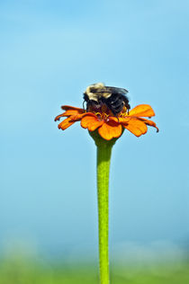 Bumblebee on zinnia bloom. by John Greim