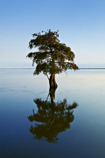 Lone cypress tree in water. by John Greim