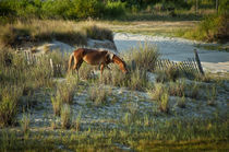 Wild Spanish Mustang by John Greim