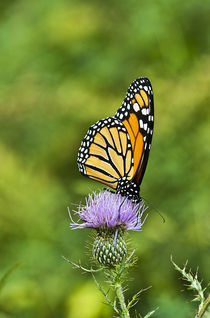 Monarch Butterfly by John Greim