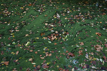 Autumn Leaves  by John Greim