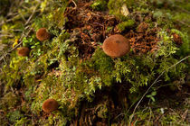 Mushrooms and Moss by John Greim