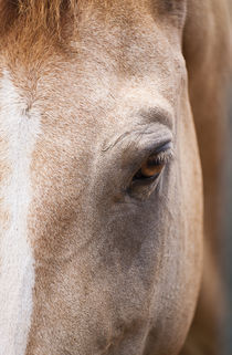 Close-up of a Chincoteague wild pony, Assateague, Virginia by John Greim