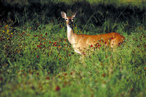 Deer in Meadow by John Greim