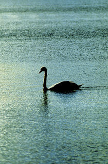 Swan Lake. by John Greim