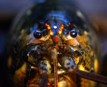 Lobster buoys, Maine, USA by John Greim