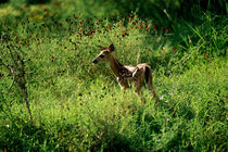 Deer Faun by John Greim