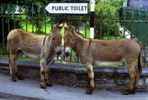 Two donkeys by a public toilet sign, Ireland by John Greim