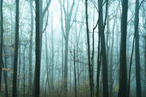 Misty forest. von John Greim
